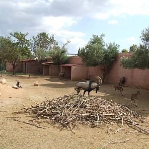 Cretan wild goat enclosure