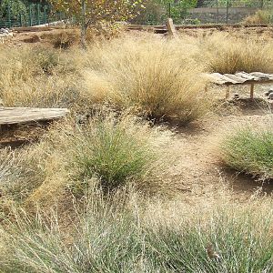 Native tortoise enclosure