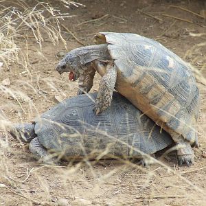 Marginated tortoises mating