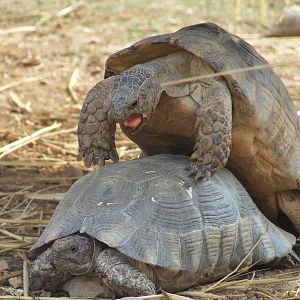 Marginated tortoises mating