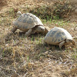 Hermann's tortoise