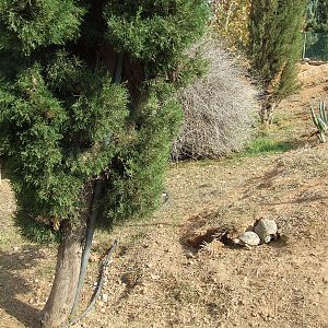 Native tortoise enclosure