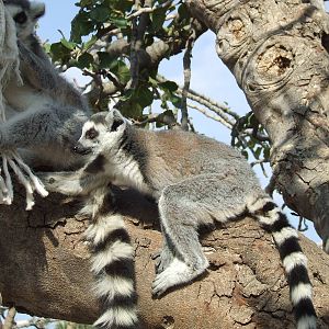 Ring-tailed lemur in walk-through enclosure
