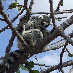 Ring-tailed lemur in walk-through enclosure