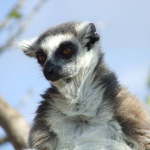 Ring-tailed lemur in walk-through enclosure