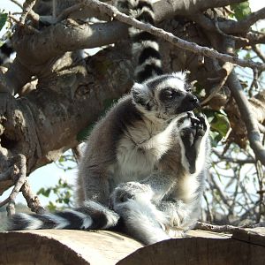 Ring-tailed lemur in walk-through enclosure