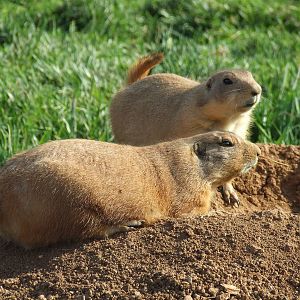 Black-tailed prairie dog