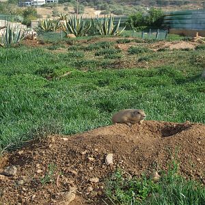 Black-tailed prairie dog enclosure