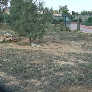 Cheetah enclosure