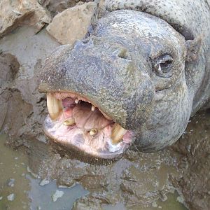 Happy hippo at muddy bath