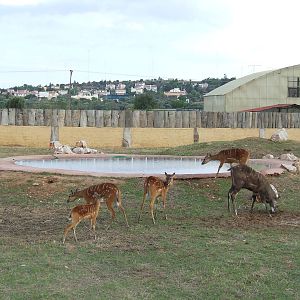 Sitatunga enclosure