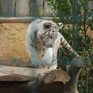 White tiger - young