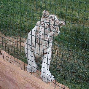 White tiger - young