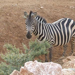 Chapman's zebra