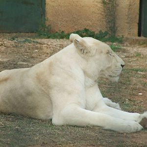 White lion
