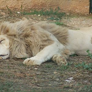 White lion