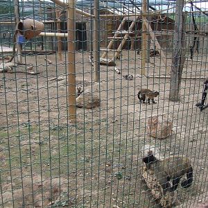 Capuchin exhibit