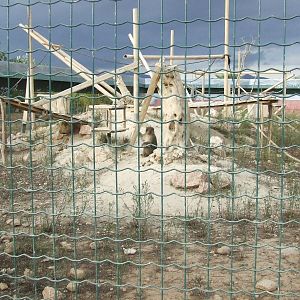 Barbary macaqueexhibit