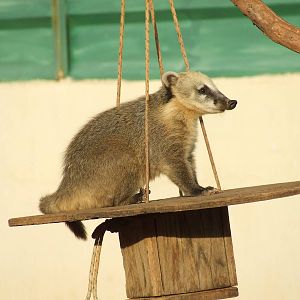 Ring-tailed coati