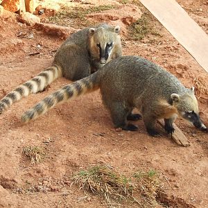 Ring-tailed coati