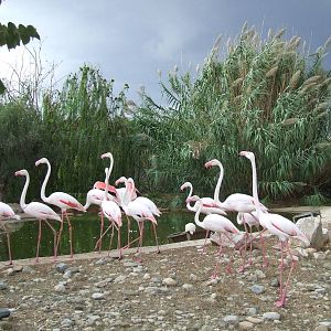 Flamingo enclosure