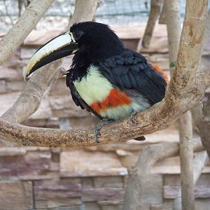 Black-necked aracari