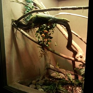 Dragons!-Quince monitor exhibit