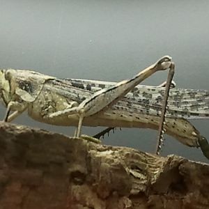 Gray Bird Grasshopper