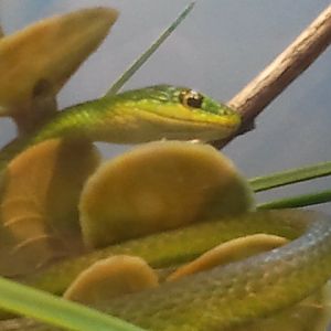 Rough Green Snake