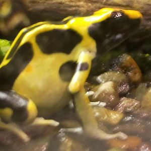 Yellow and black poison dart frog