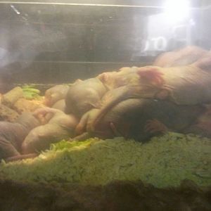 Naked Mole Rats