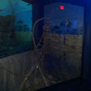 Night Hunters-Potto exhibit