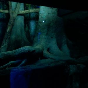 Dec. 2011-Night Hunters-Bearcat exhibit