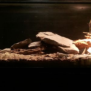 Festival of Lights 2011-Reptile house-Desert Grassland Whiptail Lizard exhi