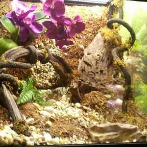 Reptile House-Eyelash Viper exhibit