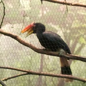 Rhinoceros Hornbill