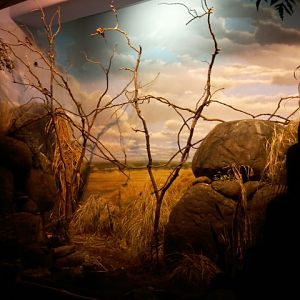 Wings of the World-Grasslands(7 species)