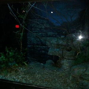 Jungle Trails-Tropical African Animals-Potto Exhibit