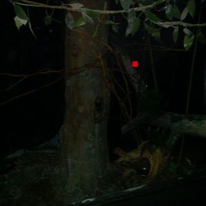 Jungle Trails-Tropical African Animals-Large-spotted Genet exhibit