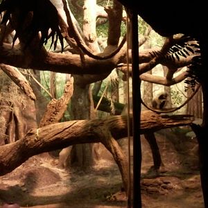 Jungle Trails-Tropical African Animals-Coquerel's Sifaka exhibit