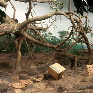 Jungle Trails-Tropical African Animals-Bonobo Bedroom