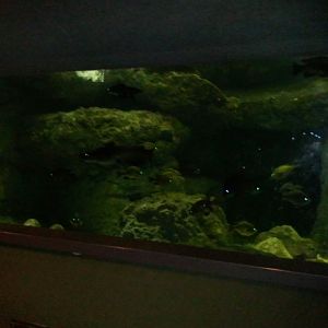 Manatee Springs-Alligator Snapping Turtle tank(7 species)