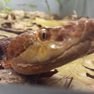 Southern Copperhead