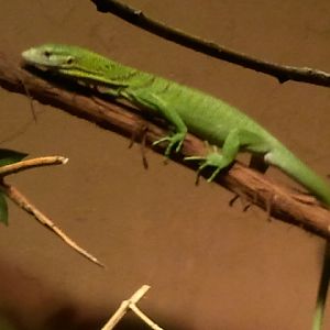 Green Tree Monitor Baby
