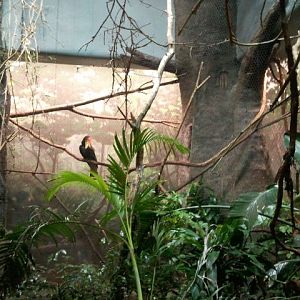 Festival of Lights 2011-Wings of the World-Hornbill aviary(9 species)