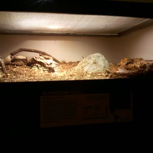 Reptile House-Brazilian Rainbow Boa exhibit