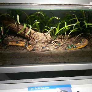 World of the Insect-Tin-foil Beetle exhibit