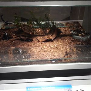 World of the Insect-Emperor Scorpion exhibit