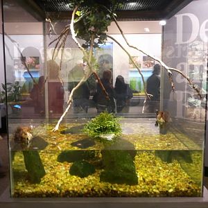 Festival of Lights 2011-World of the Insect- Beetle and Silk Spider exhibit