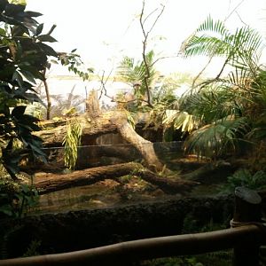 Wings of the World-Wetlands(5 species)